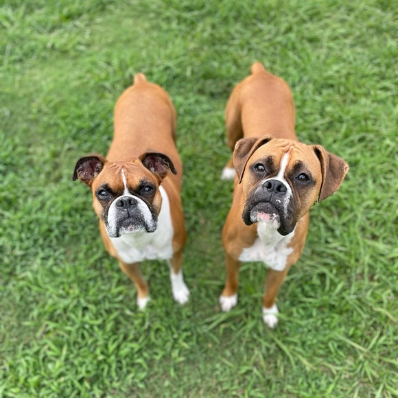 Meet your Posher, Boxer mom - Picture 1 of 1